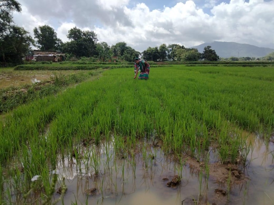 लक्ष्मीप्रिया साहू, उड़ीसा की एक कृषि मित्र जिसने जैविक तरीक़ों से धान की खेती को प्रोत्साहित करने के लिए अपनी ज़मीन पर एक नमूना तैयार किया है और उस पर काम कर रही है_जैविक खेती उड़ीसा