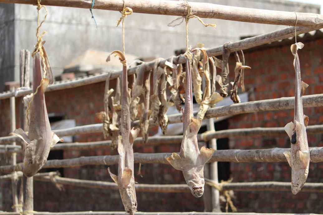 लकड़ी के खंभे से बंधी हुई मछलियाँ-मछुआरा समुदाय महाराष्ट्र