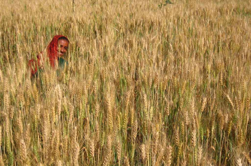 गेहूं के खेत में मुस्कुराती खड़ी एक महिला_महिला भूमि अधिकार
