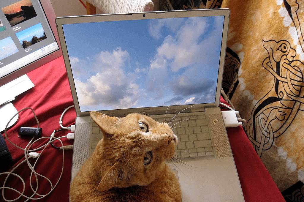 कंप्युटर का प्रयोग करती बिल्ली _वर्क फ्रॉम होम