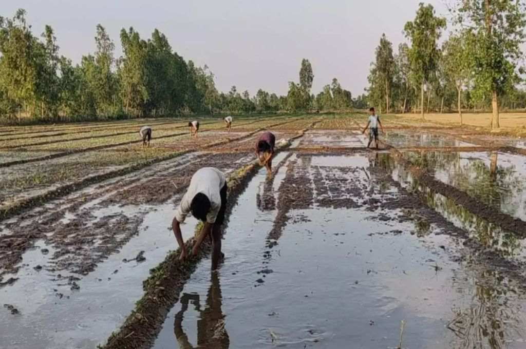 खेत मे काम करते कुछ किसान_अनियमित मौसम और खेती