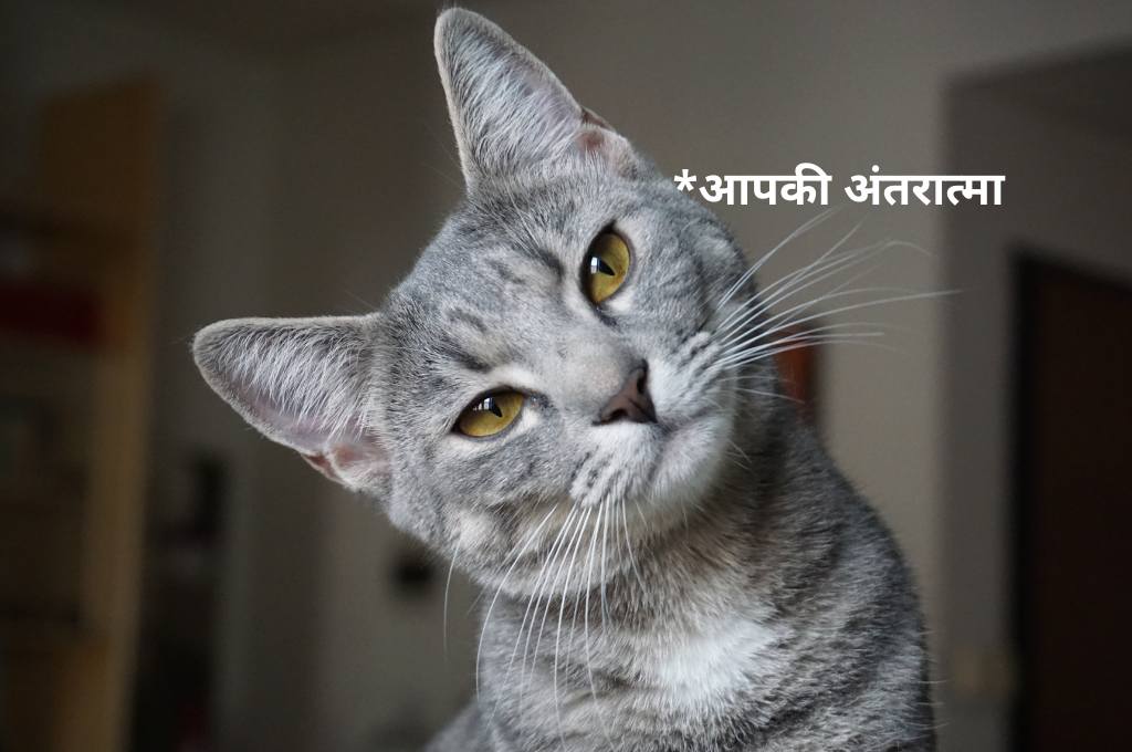 टेढ़ा सिर किये हुए एक बिल्ली_ईमानदार विचार