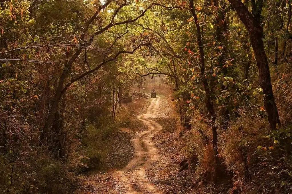 कान्हा, मध्य प्रदेश के जंगल_जंगल