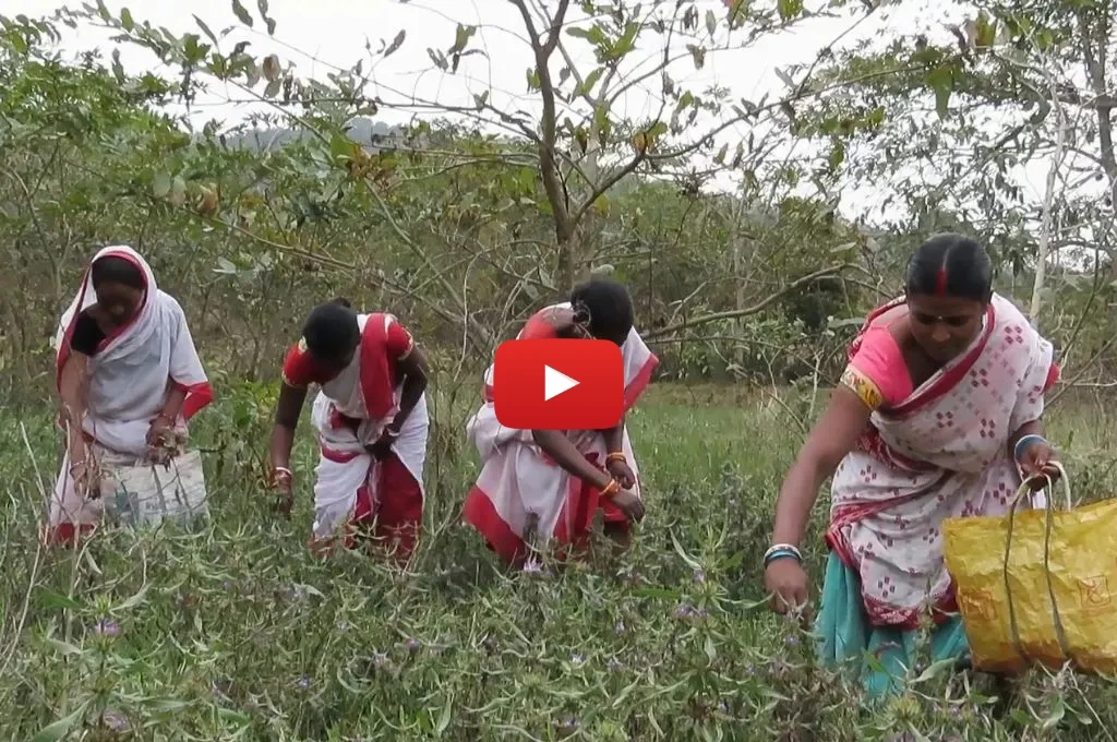 जंगल में वन उपज इकट्ठा करती महिलाएं_वन संरक्षण